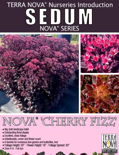 Sedum NOVA® 'Cherry Fizz' - Product Profile
