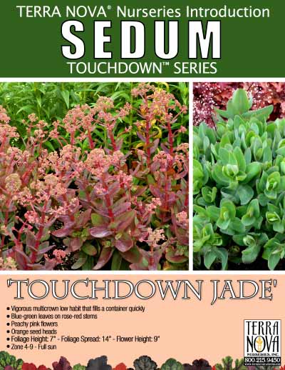 Sedum 'Touchdown Jade' - Product Profile