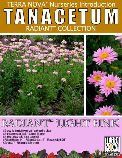 Tanacetum RADIANT™ 'Light Pink' - Product Profile
