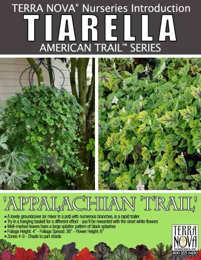 Tiarella 'Appalachian Trail' - Product Profile