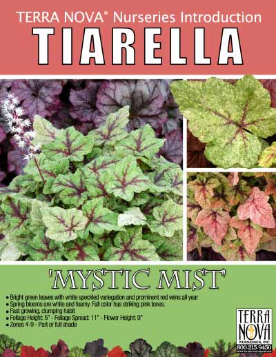 Tiarella 'Mystic Mist' - Product Profile