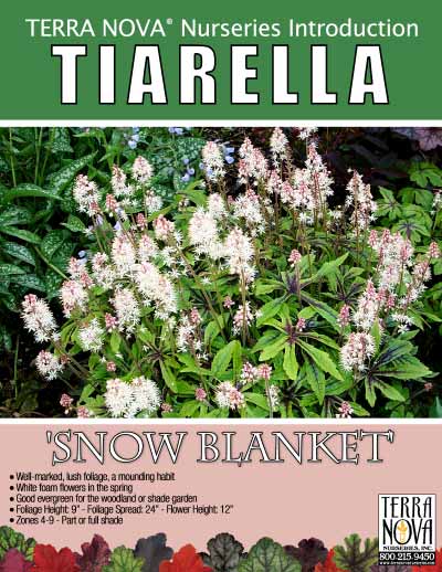Tiarella 'Snow Blanket' - Product Profile