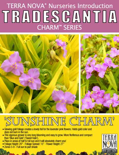 Tradescantia 'Sunshine Charm' - Product Profile