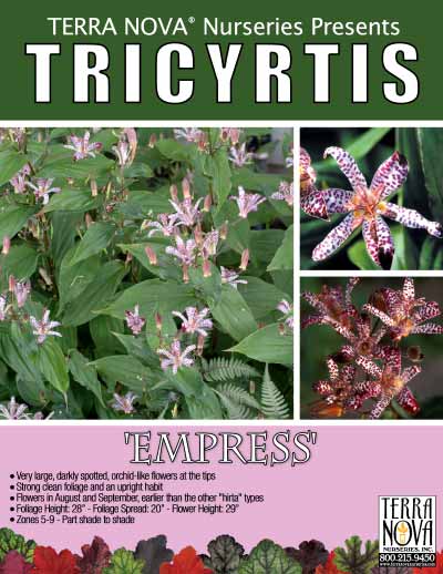 Tricyrtis 'Empress' - Product Profile