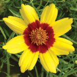 Coreopsis 'Gold Nugget'