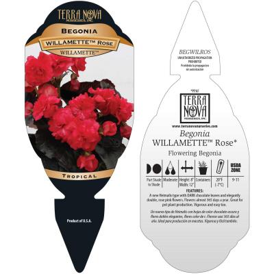 Begonia WILLAMETTE™ 'Rose' - Tag